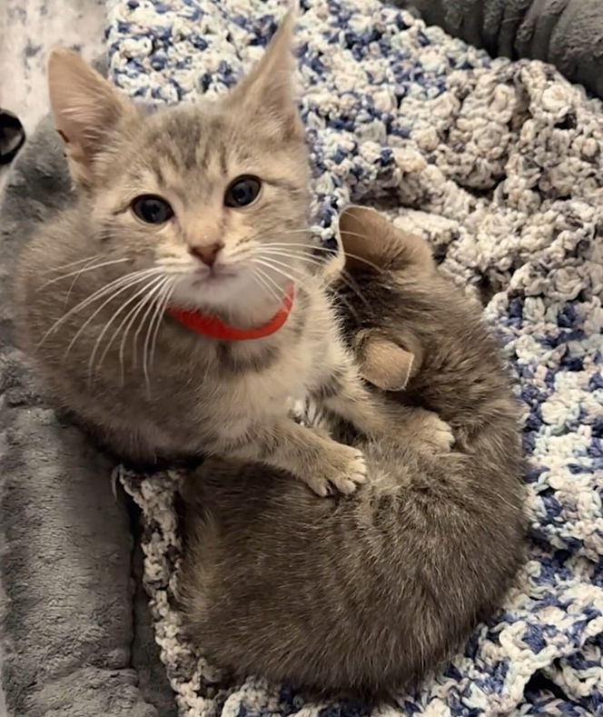 kittens kneading cute