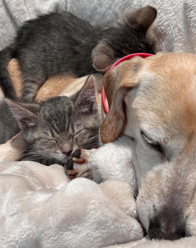 kittens snuggling dog