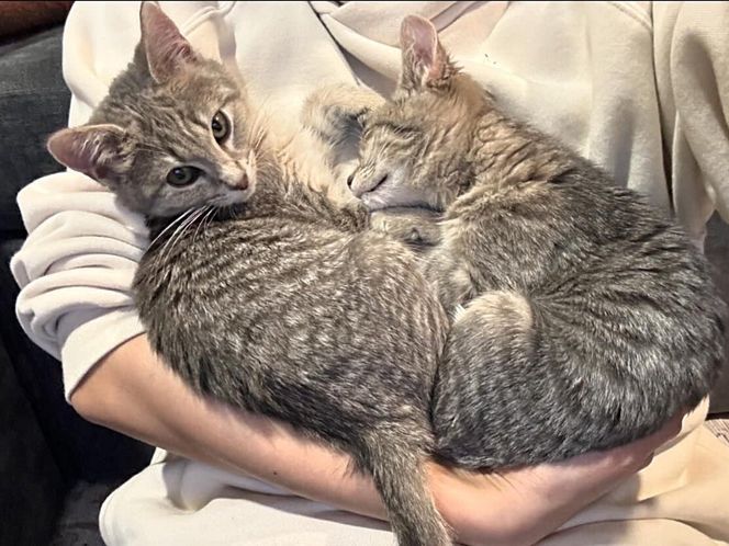 snuggly kittens hugs