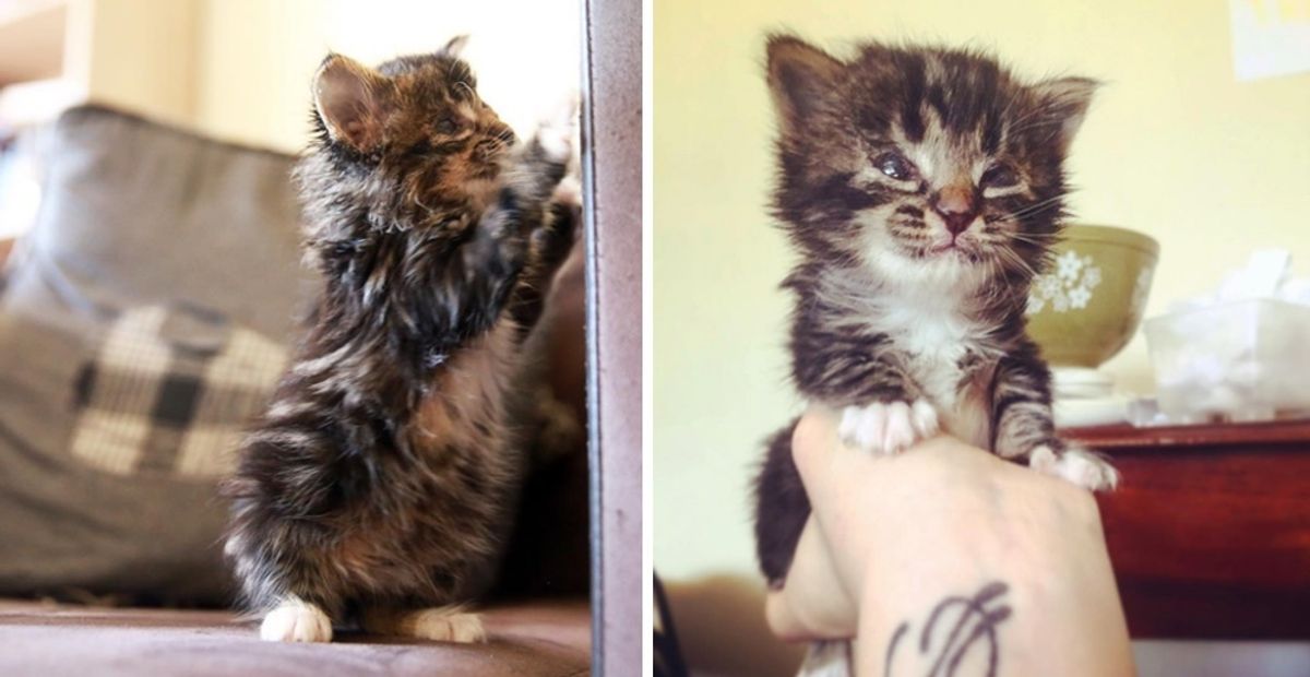 Kitten Born Blind Proves to Those Who Didn't Believe in Her, She Can Do Anything Like Other Cats