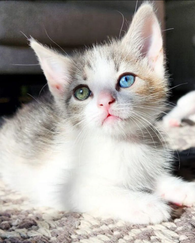 This Kitten With Mesmerizing Two-Colored Eyes Will Undoubtedly Steal Your Heart