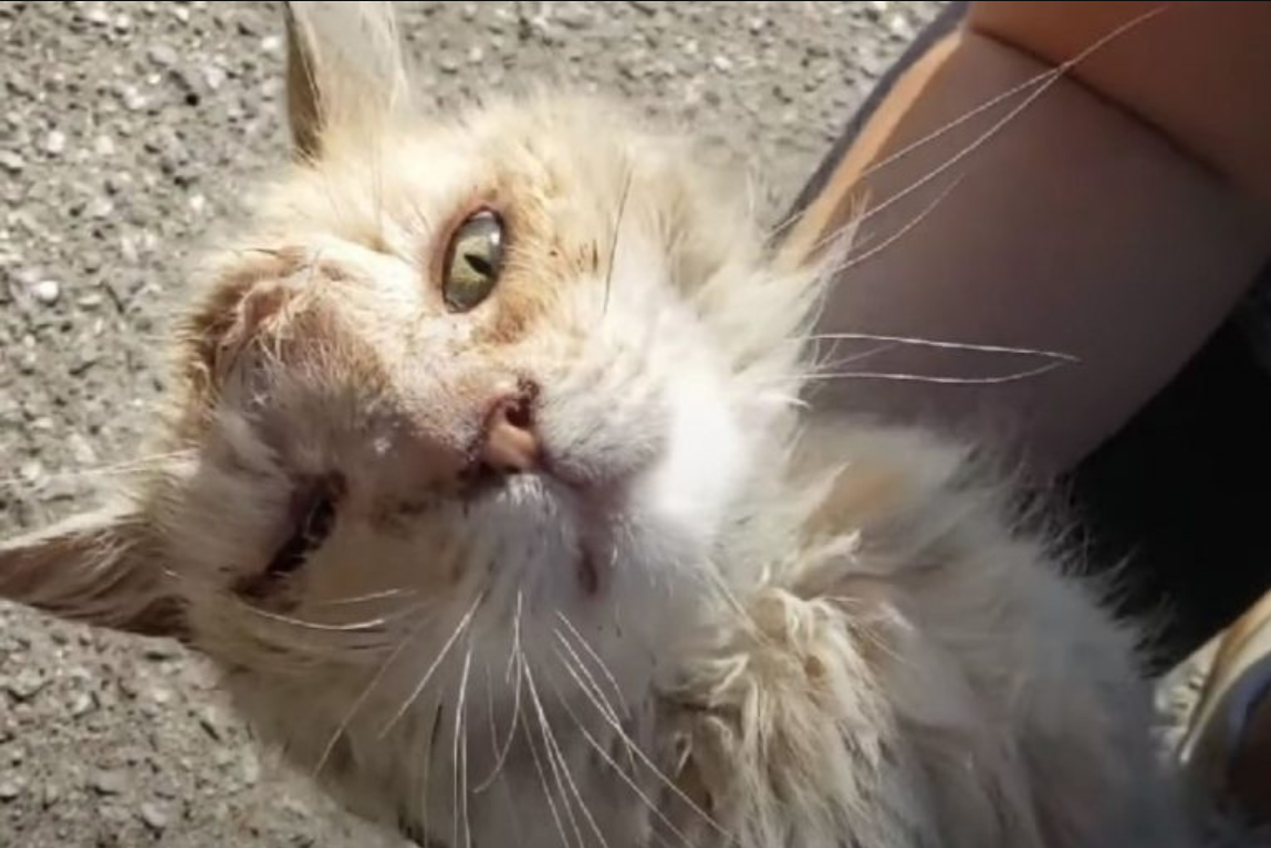 Orange Cat Found On The Street In Pretty Bad Shape Has A Million Kisses To Thank His Savior