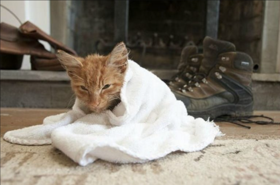 Virginia Man Finds A Frail Kitten Abandoned In The Woods And Offers Him A Fighting Chance