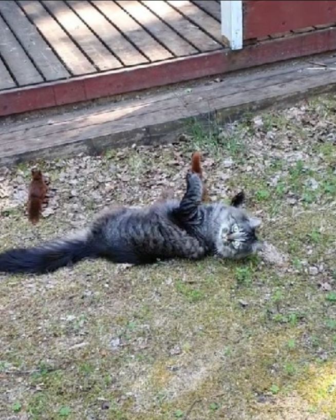 Giant Cat Surprises Everyone With How Gently He Plays With Tiny Squirrels