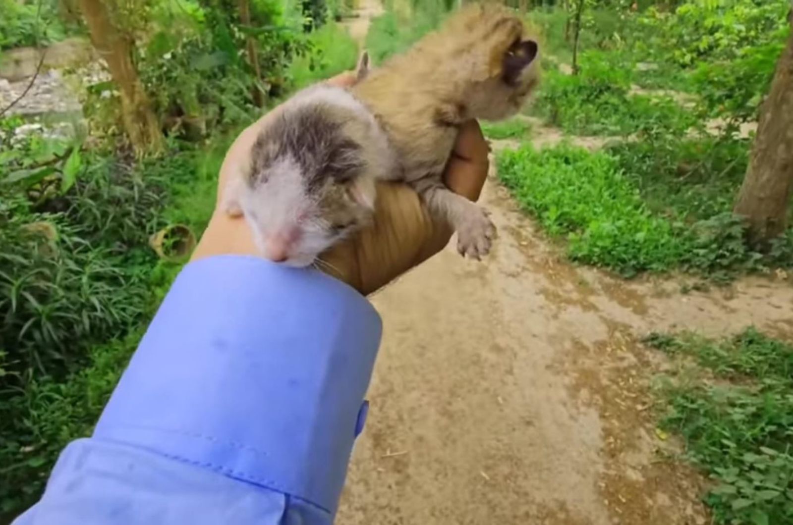 guy holding kitten in a hand