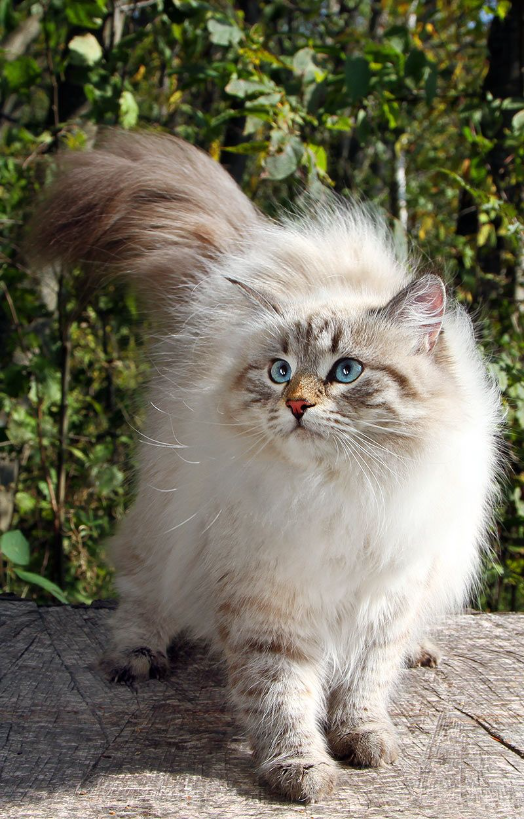 Siberian Forest Cats: The Enchanted Felines of Russian Lore and Hypoallergenic Charms