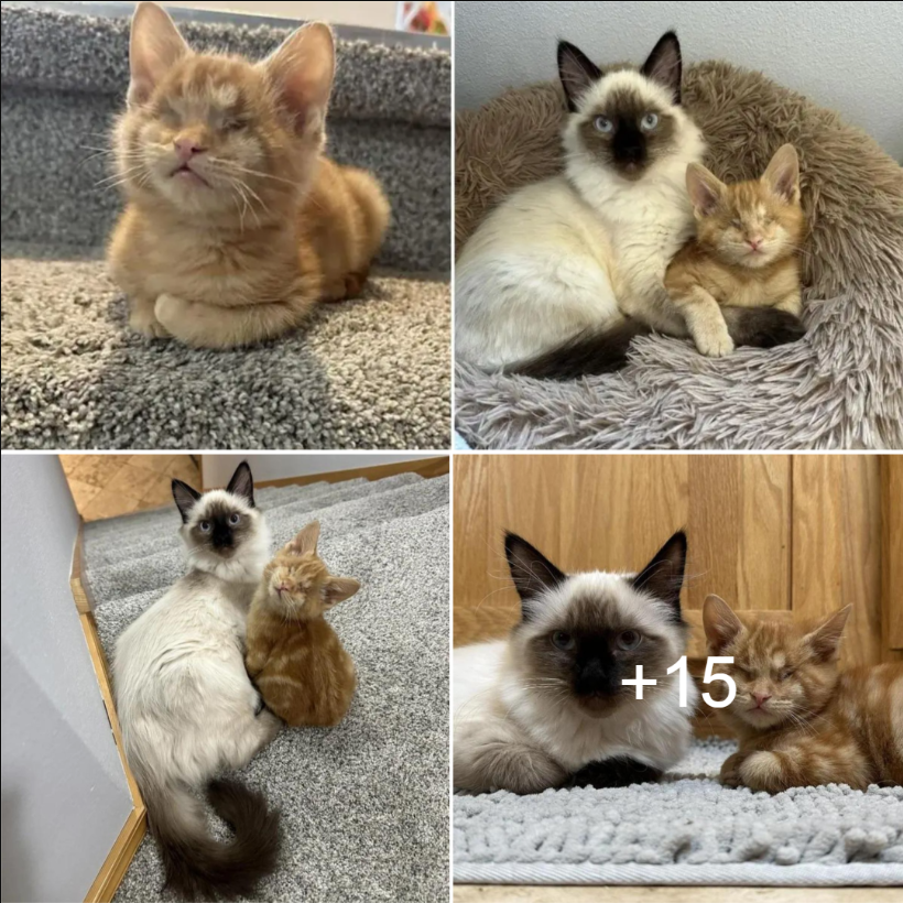 Kitten Gets Adopted, Loses His Vision, And Finds Comfort Next To The Family Cat