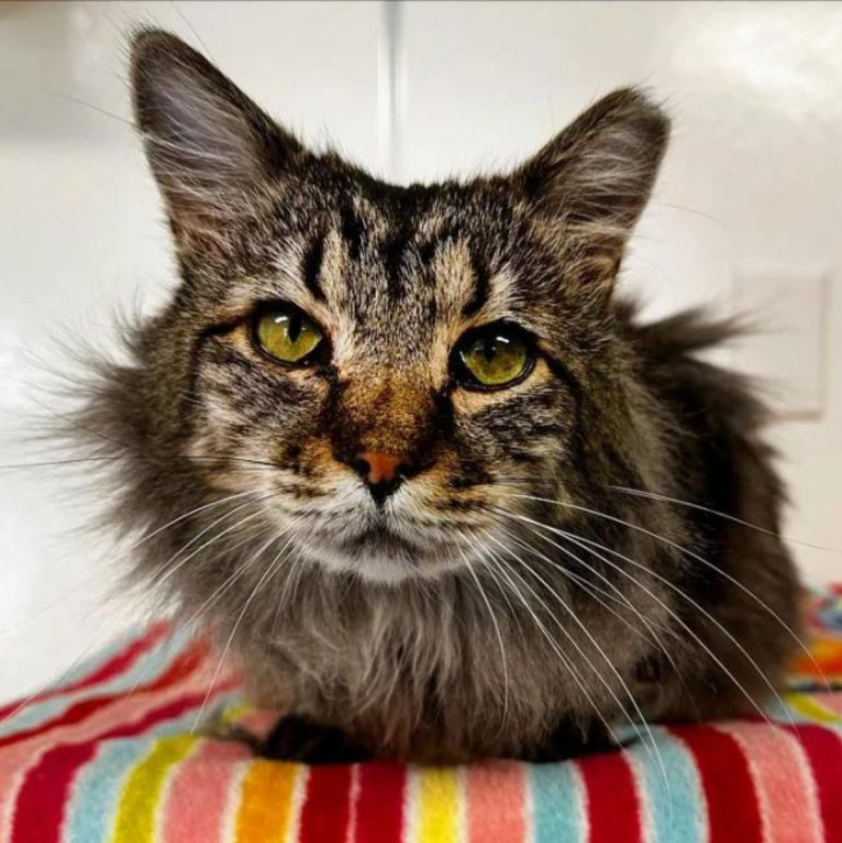 Rescued Cat Goes From Hissy To Happy After Receiving Help He So Desperately Needed