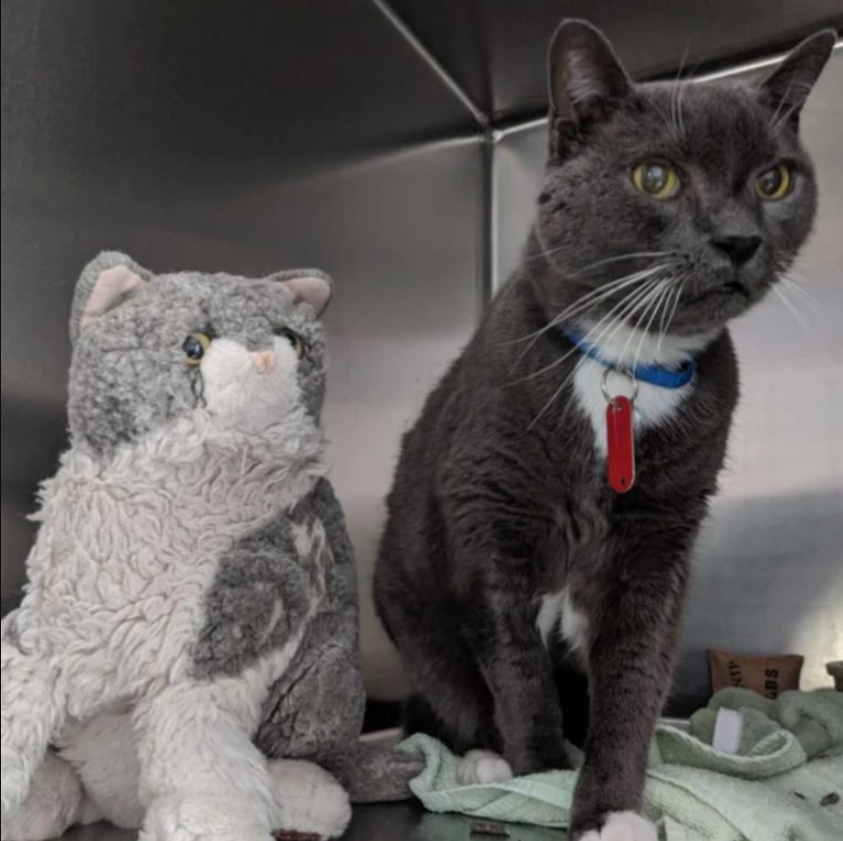 A Stuffed Animal Is The Only Thing This 16-Year-Old Cat Has Left From His Owner