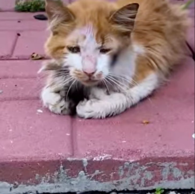 Man Comes Home From Work Only To Discover Something Shocking In His Backyard