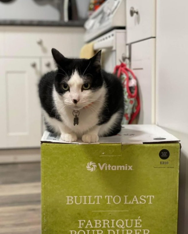 Three Cats Turned The Blender Box Into A Feline Throne, Making It Off-limits For Three Weeks