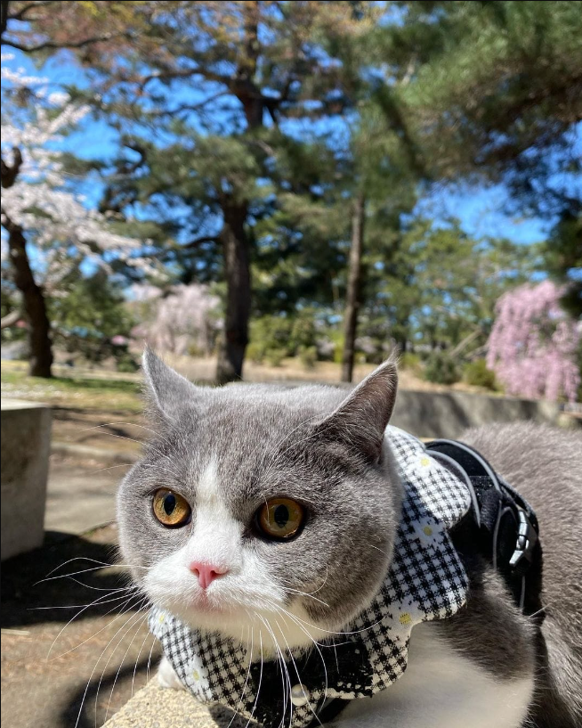 Hoda: The Cat with a Passion for Cherry Blossoms