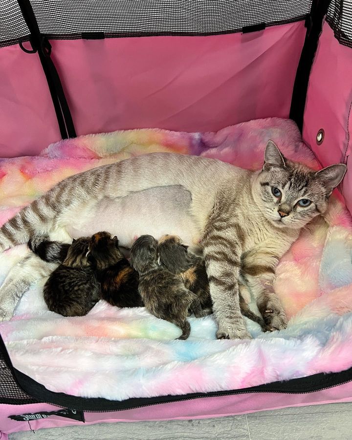 cat nursing kittens