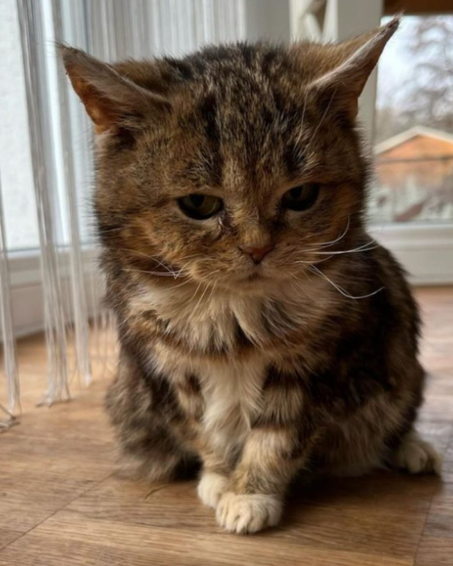 This Endearing Dwarf Kitty Next To Random Objects Is Something You Simply Must See Today