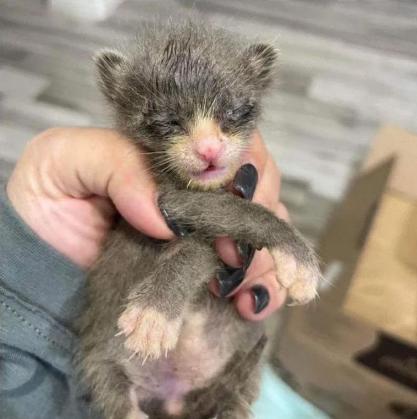 Tiny Orphaned Kitten Rescued Just In Time Shows His Rescuers Incredible Fighting Spirit