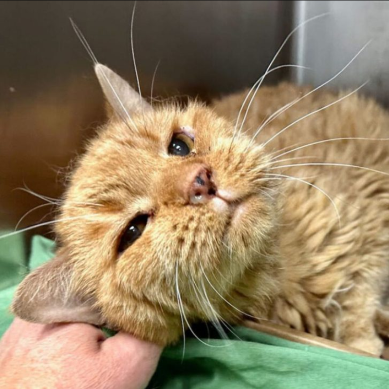 Elderly man had to surrender his senior cat to the Manhattan shelter for a heartbreaking reason.