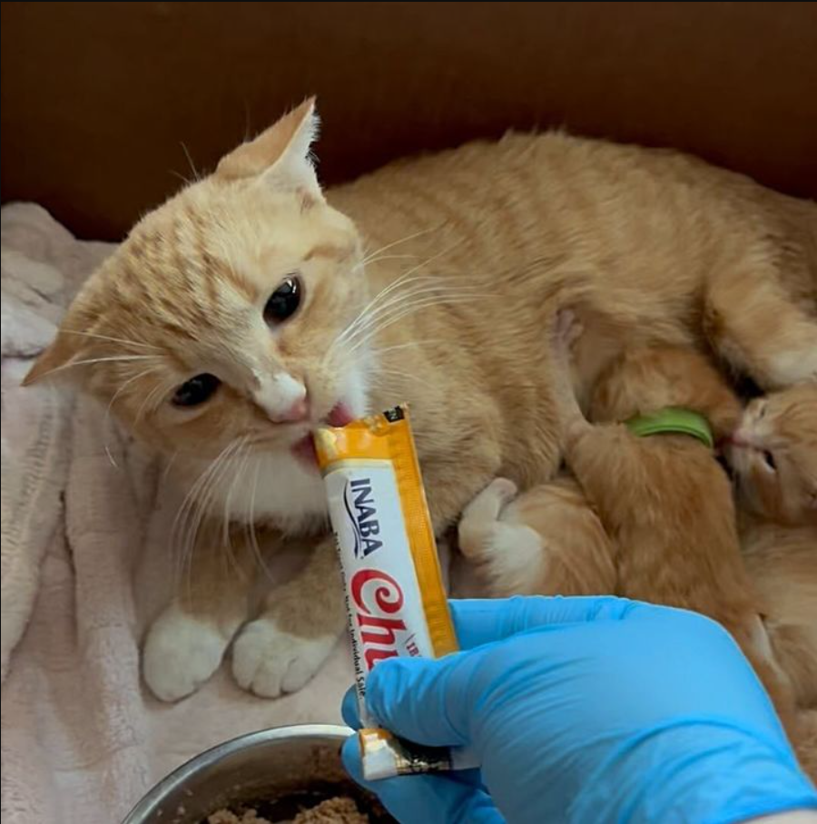 The cat struggled to cope with changes after meeting a kind person