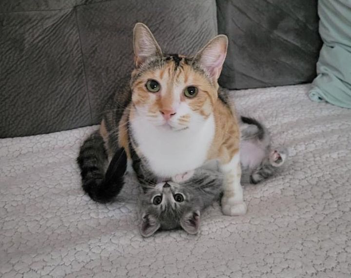 cat snuggling kitten