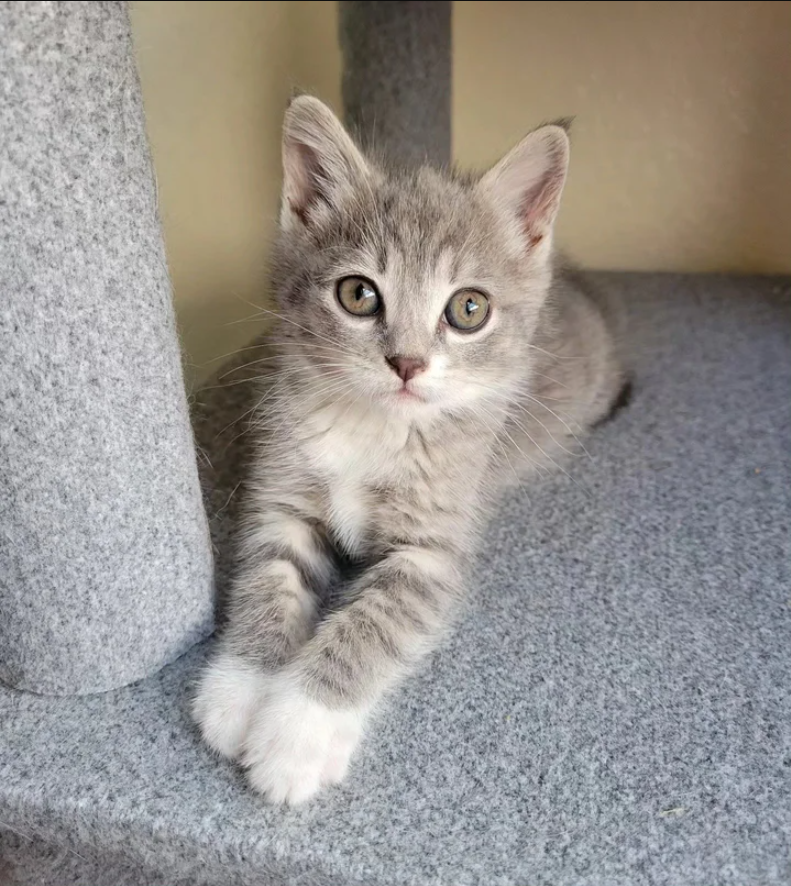 Cats A kitten found under a car bonded with two cats who were also waiting for a home