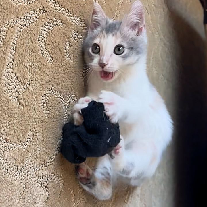 sweet playful happy kitten