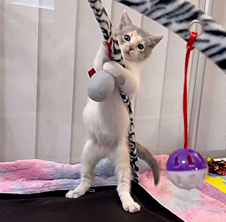 playful standing kitten cat