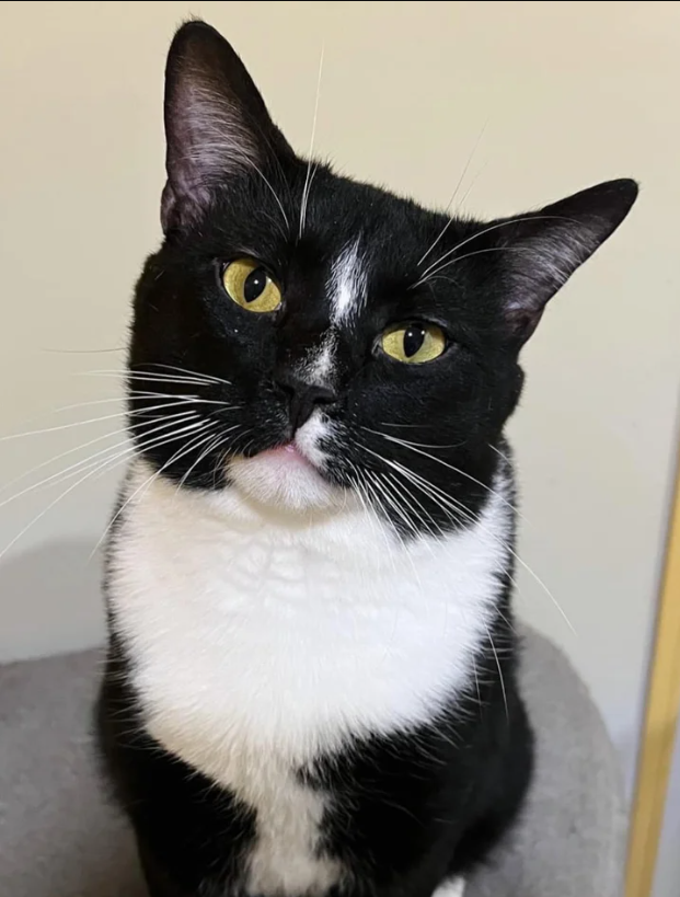 Cat Found at Animal Shelter After Being Ignored for Almost a Year, and He’s Never Been Happier