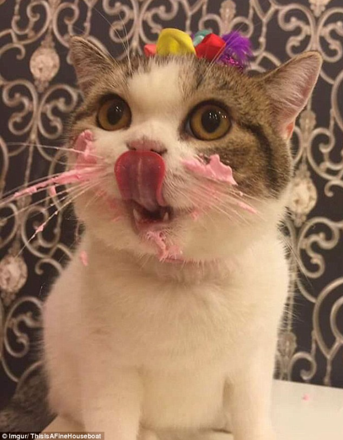 Feline Festivity: Adorable Snaps of a Cake-Loving Cat with Icing-Coated Whiskers Take the Internet by Storm