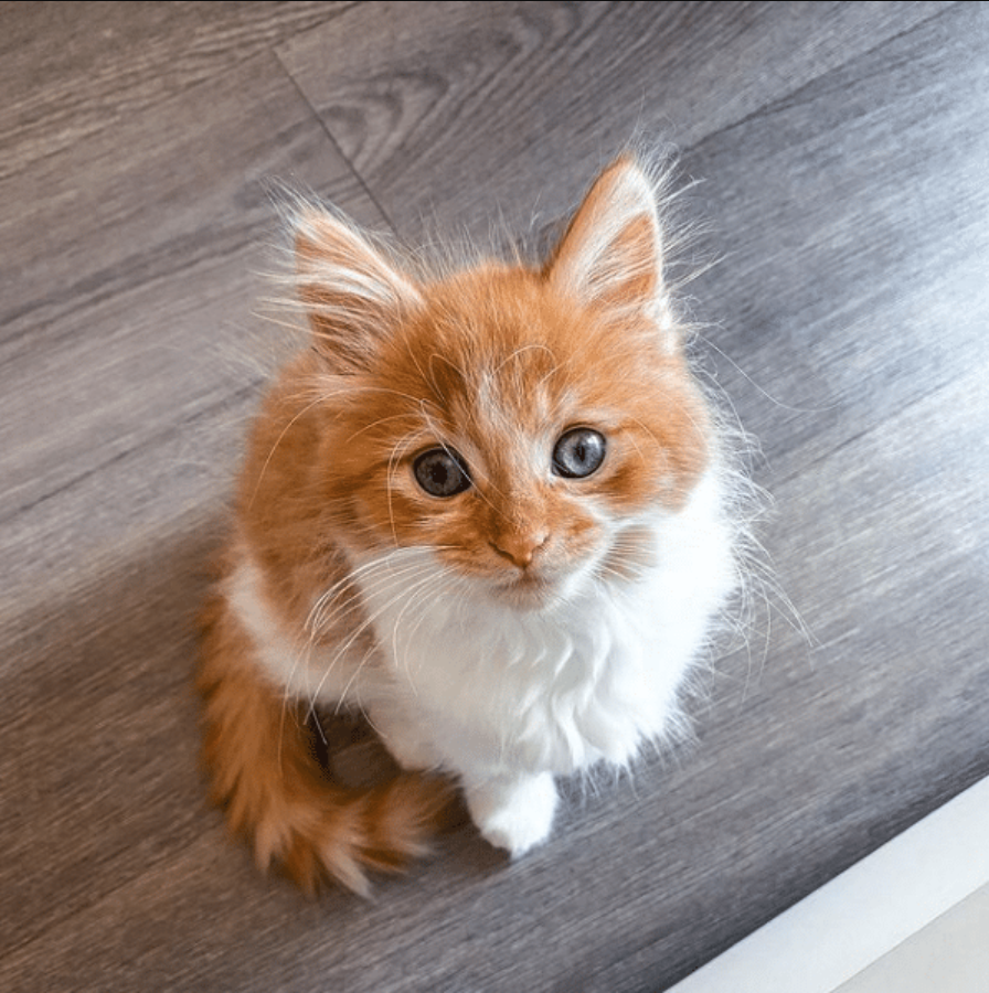 Ginger Rescue Cat Named Starfish Is The Cutest Kitten Across The Pond