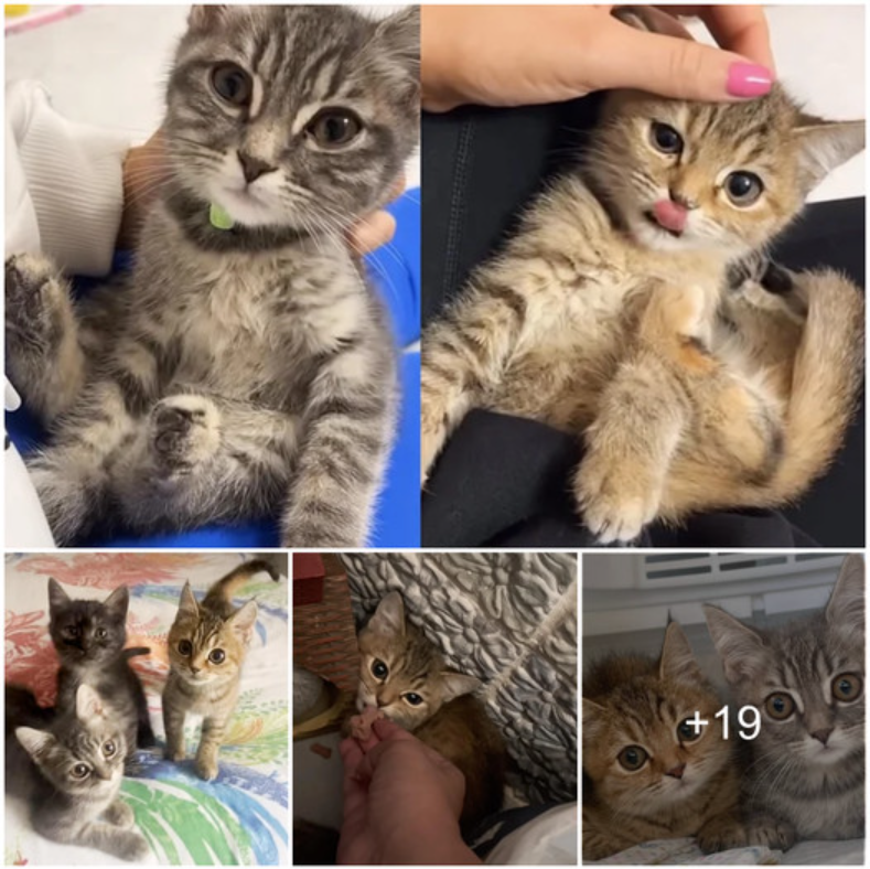 Rescued Kittens Open Their Hearts to a Lone Friend