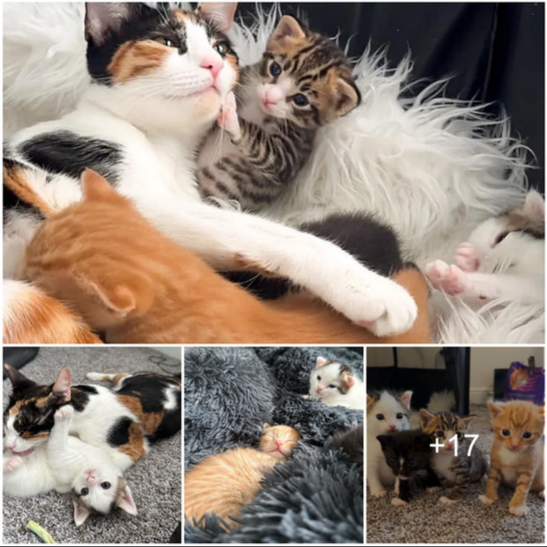 Cat Shielded Her Kittens by Lying on Top of Them