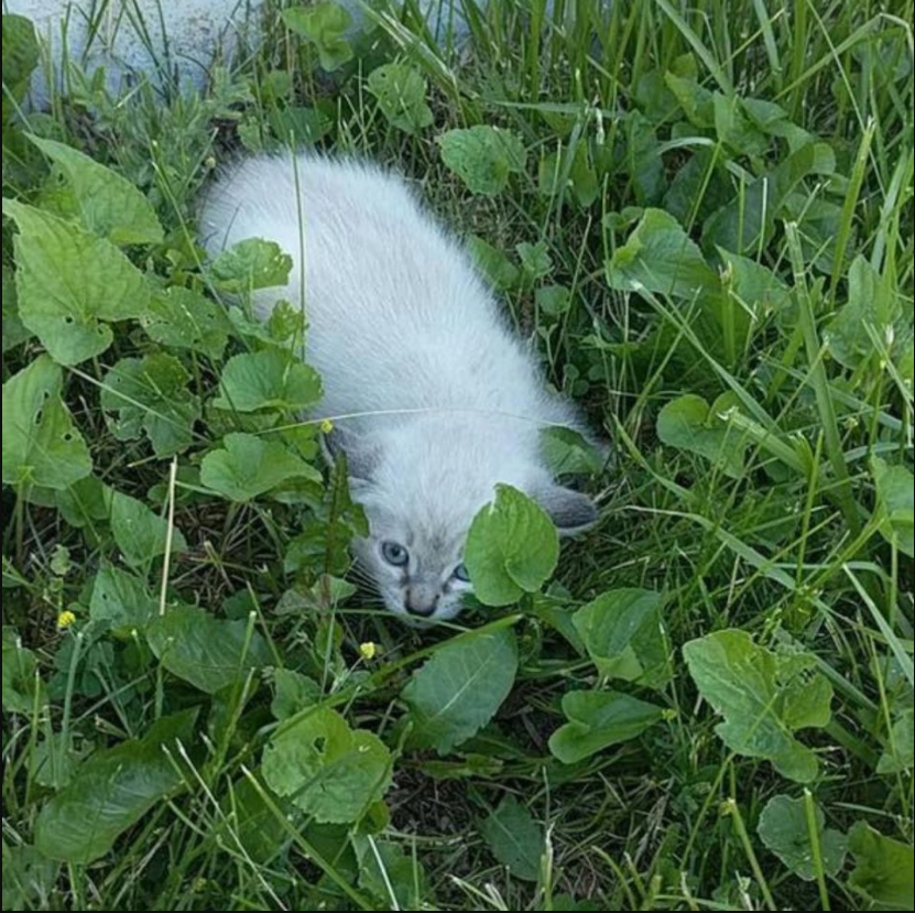 Feral Kitten Was Lying On A Lawn Paralyzed By Fear But His Life Took An Unexpected Turn