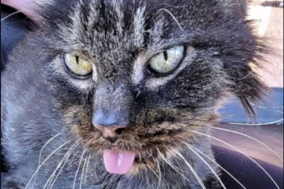 Senior Stray Cat Who Endured Years Of Starvation Finally Gets A Chance For Happiness