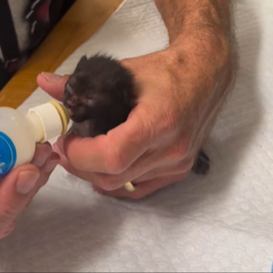 Newborn Kitten Had No Chance Of Survival But Look His Amazing Transformation