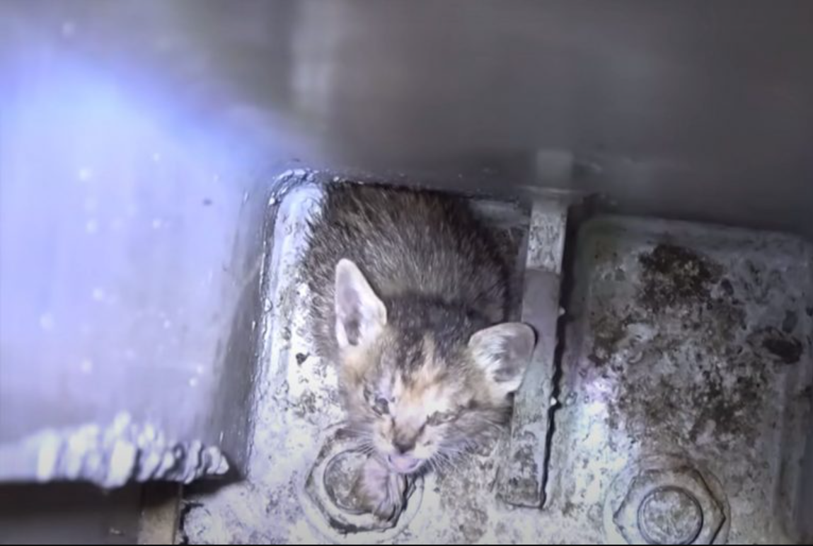 Mother Cat and Her Kittens Saved Just In Time After Being Trapped Inside A Wall Pillar