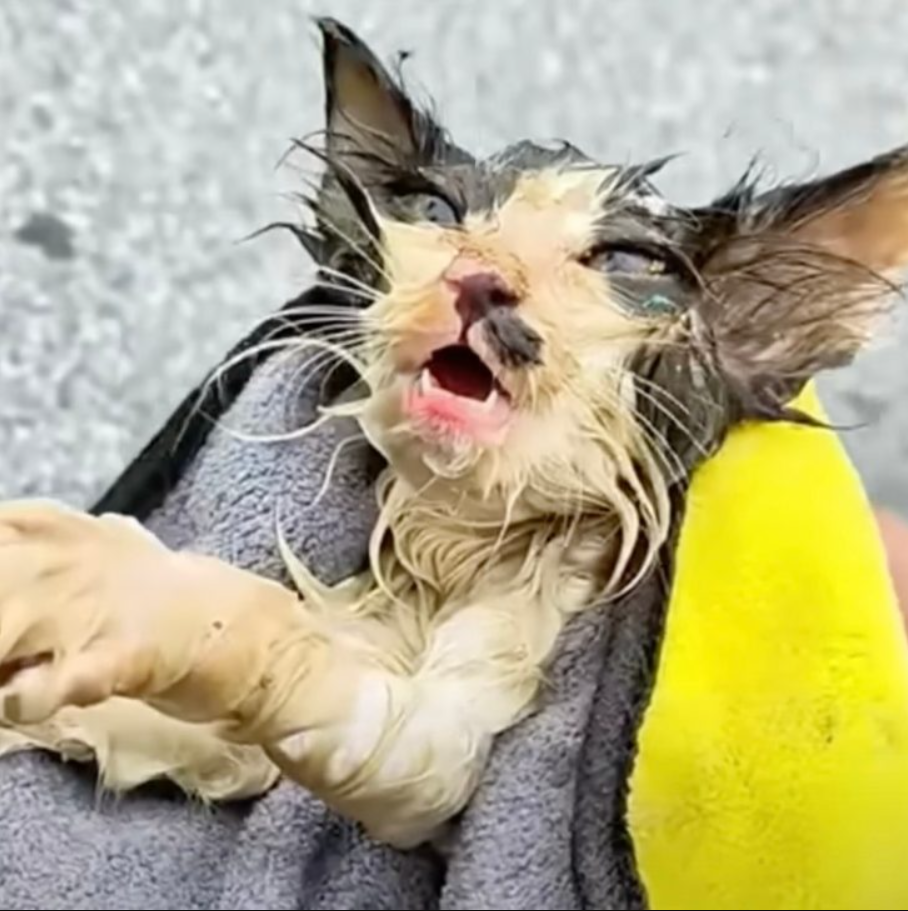 Kitten Found Stiff And Frozen Fights Courageously For His Life