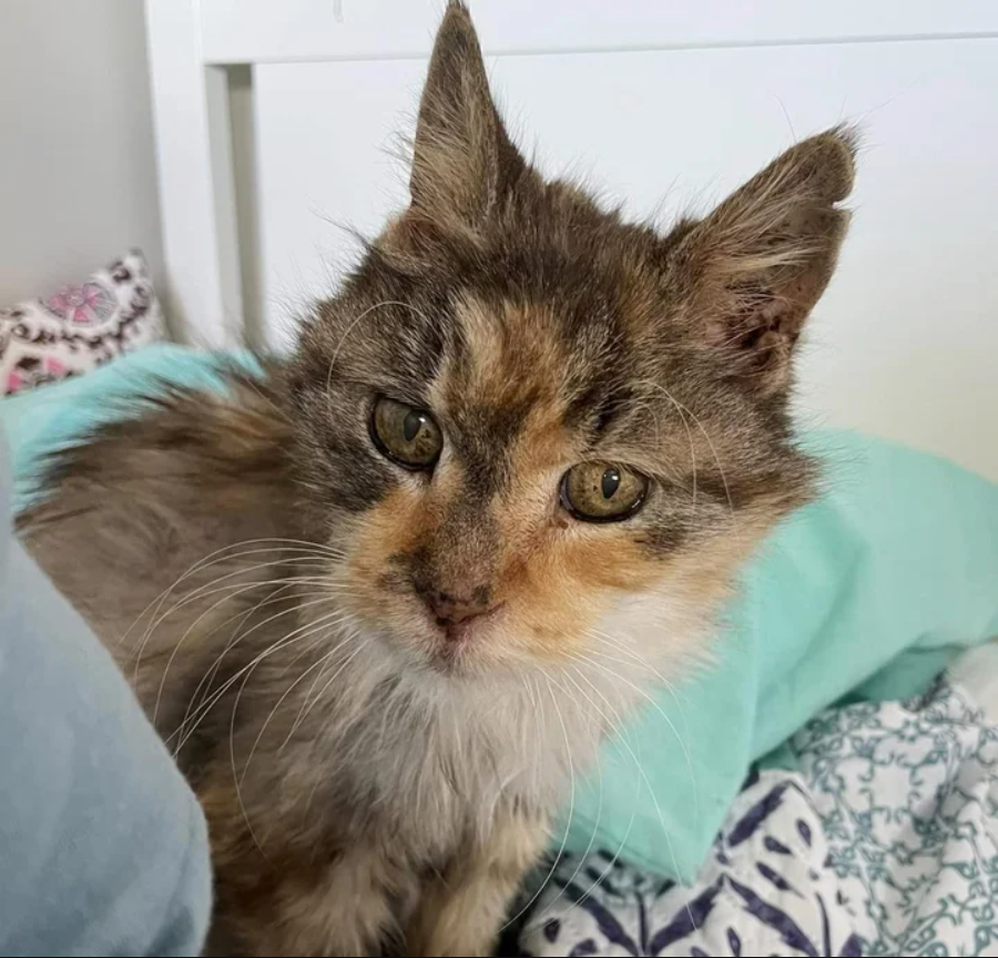 22-Year-Old Cat Finds Forever Home, a Full Belly, and Endless Love