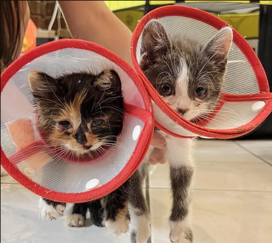 “Dalmatian” Kitten and Her Sister Conquer Challenges Together