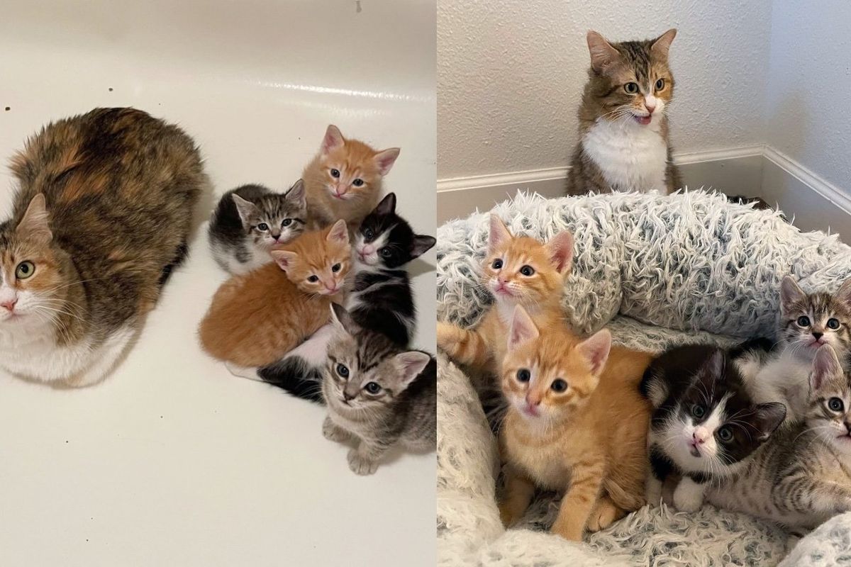 Woman Offers to Help a Shelter Cat, Hours Later Finds Kittens in Her House, It's the Most Rewarding Thing