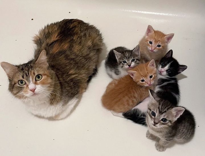 cat mom kittens