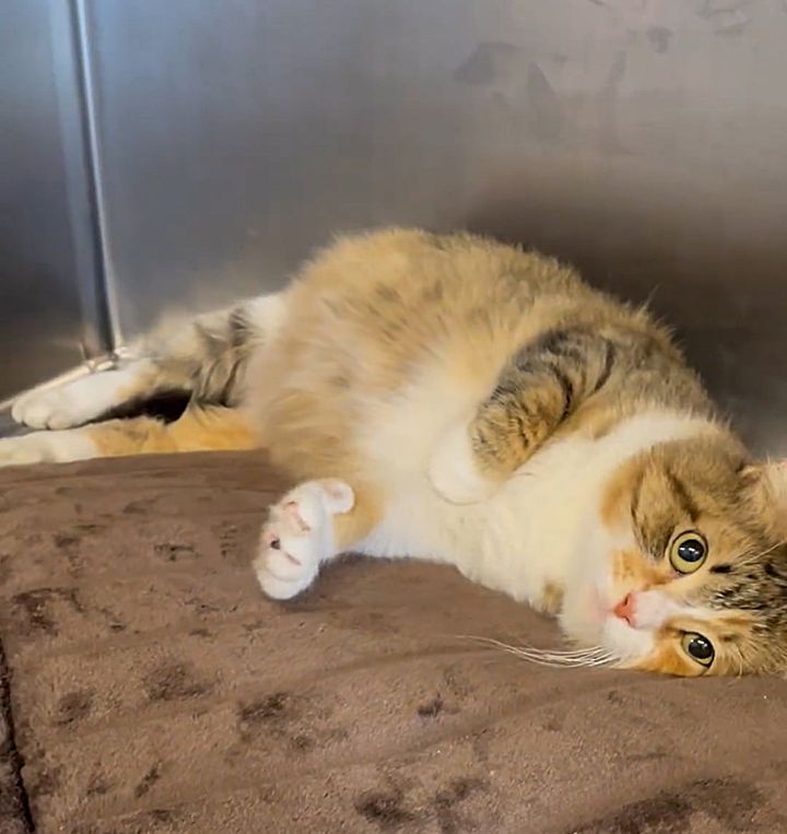 pregnant shelter cat