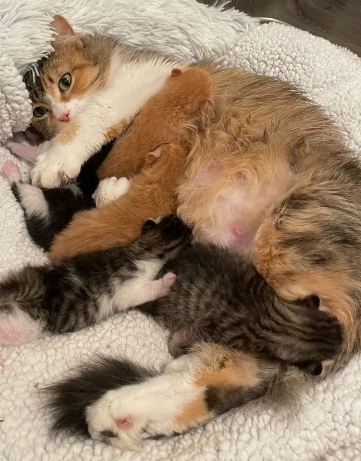 cat mom nursing kittens