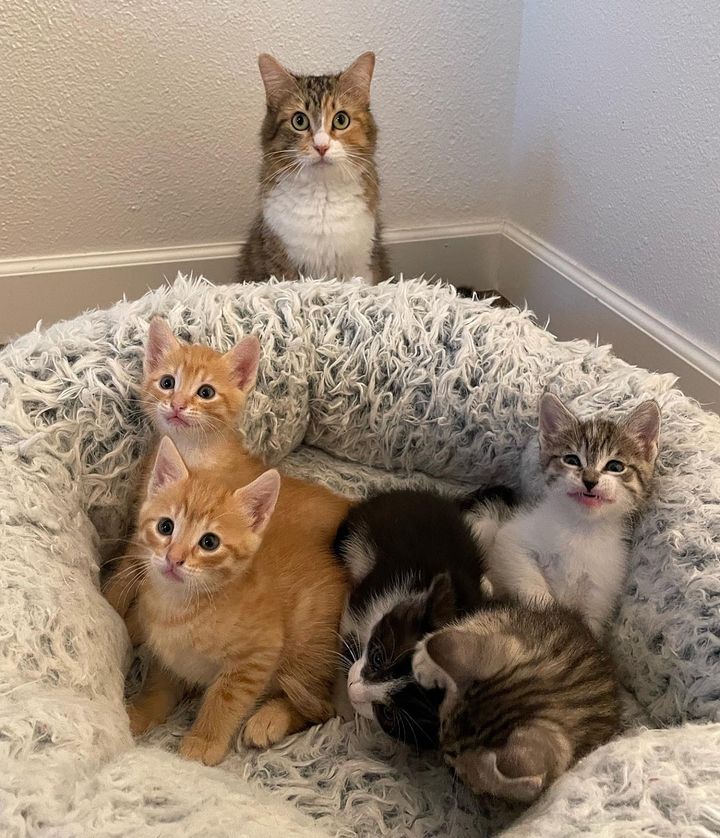 cat watching kittens