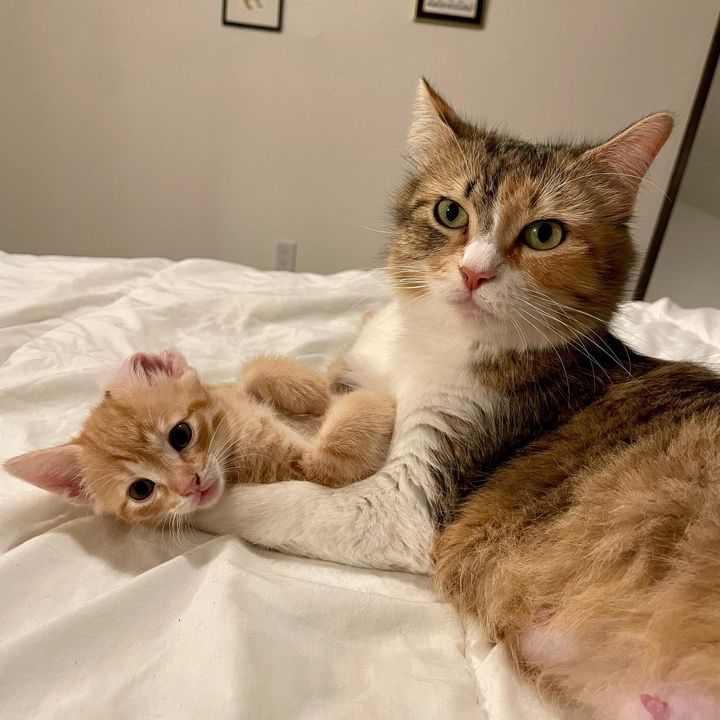 suzie cat snuggling kitten