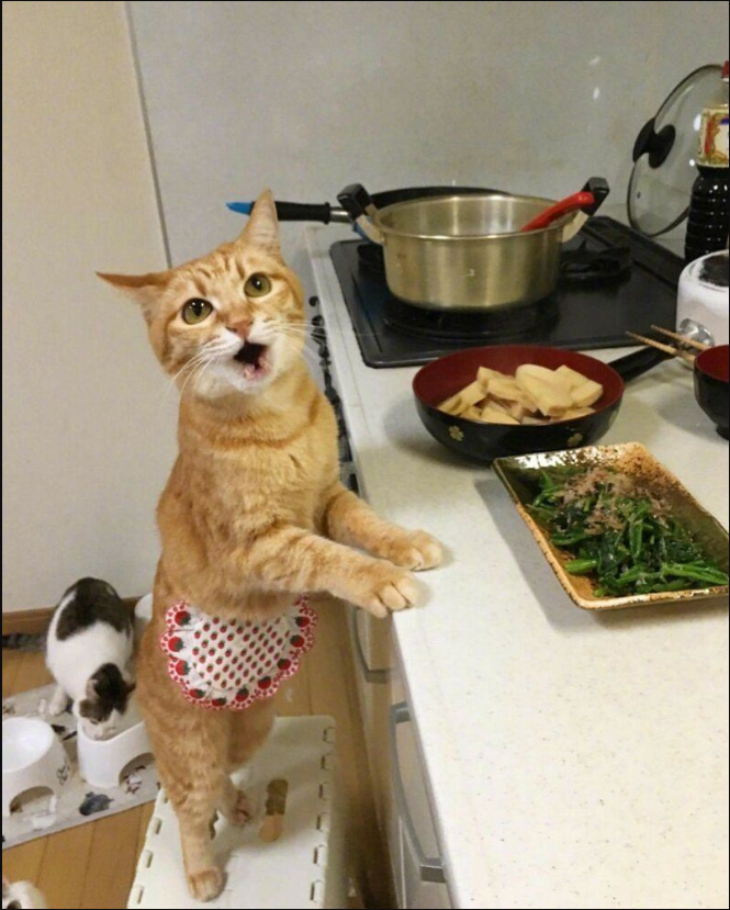 Cats’ Mischievous Adventures in the Kitchen