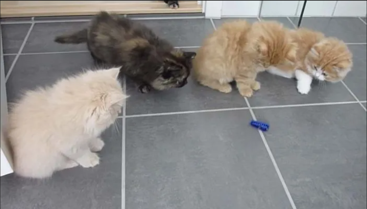 Five Fluffy Kittens Playing With a Bug !