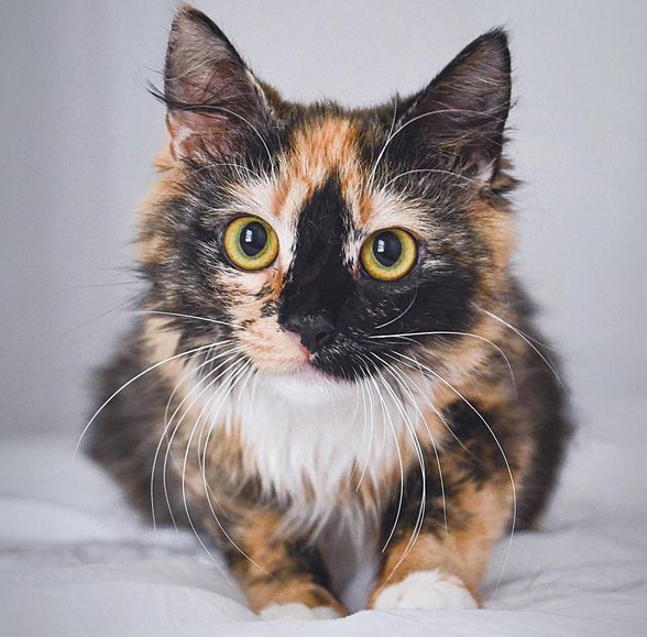 calico kitten cat