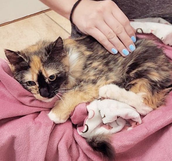 calico cat snuggles