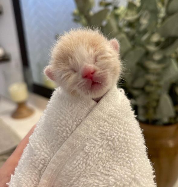 purrito kitten