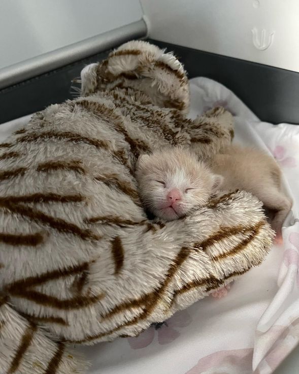 orphan kitten cuddle toy