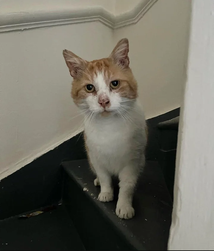 Cat Approaches Family and Pleads Not to Be Denied After His Days as a Lost Stray